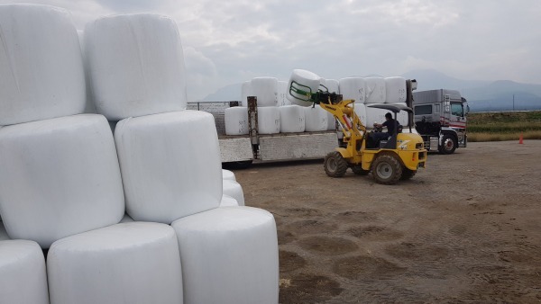 A forklift stacking bales on a trailer