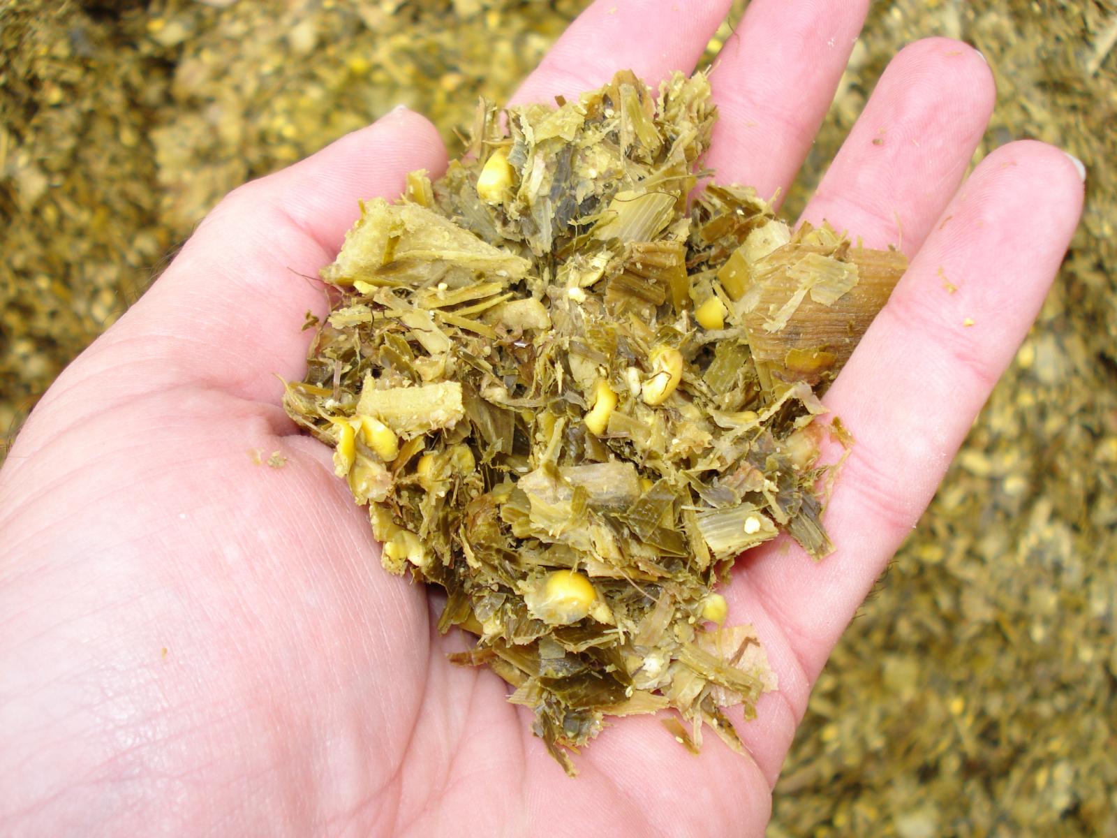 A hand holding a portion of chopped maize silage