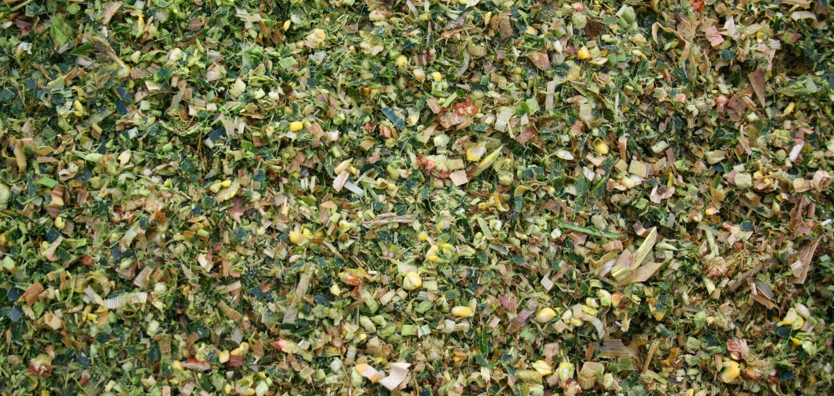 Closeup on fresh chopped maize silage