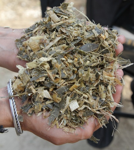 A person holding a handfull of fresh maize silage