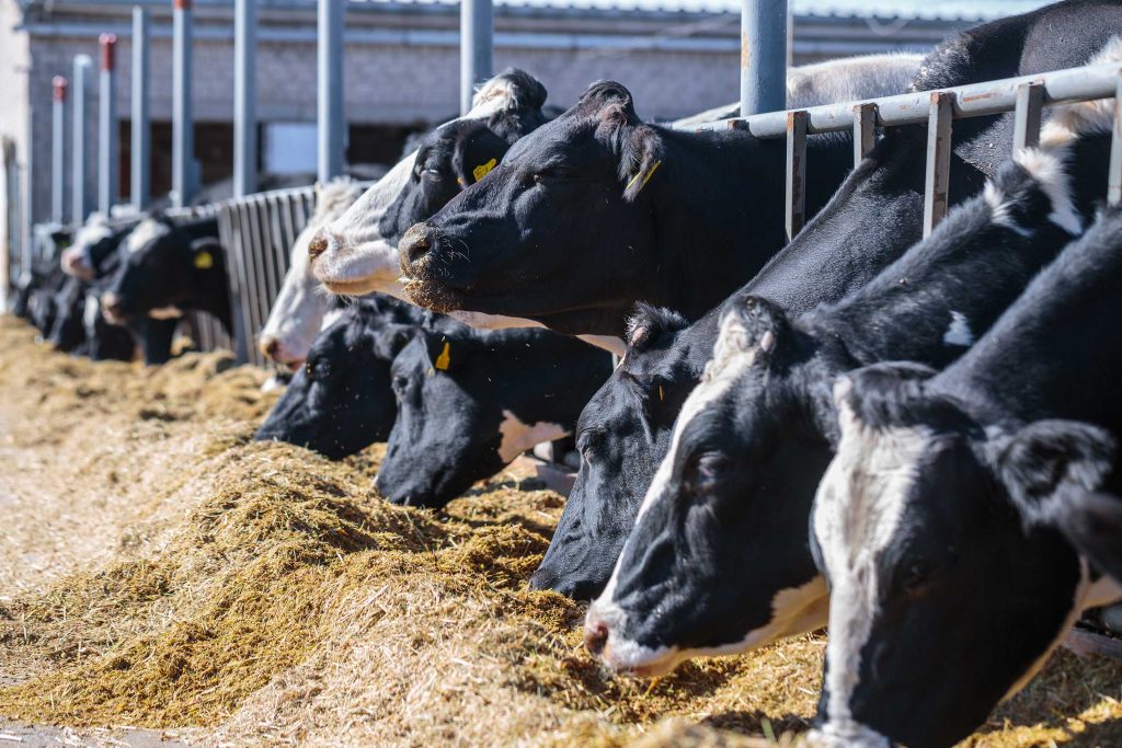 Cattle eating forage mix